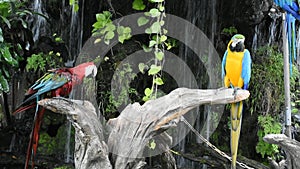 Macaws bird or neotropical parrots or New World parrot play rest relax on branch