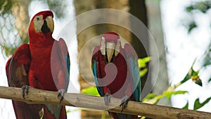 Macaws on a branch in Ecuadorian amazon. Common names: Guacamayo or Papagayo. photo