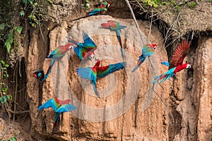 Macaws clay lick peruvian Amazon jungle Madre de Di