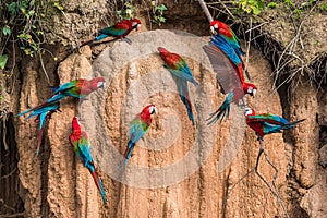 Macaws in clay lick in the peruvian Amazon jungle at Madre de Di