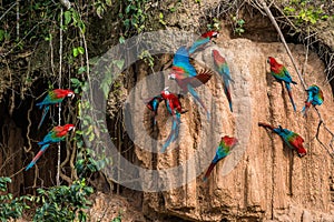 Macaws in clay lick in the peruvian Amazon jungle at Madre de Di