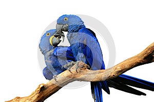 Macaws isolated on white background. Pair of blue hyacinth macaw, Anodorhynchus hyacinthinus, perched on branch touching beaks.