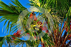 Macaws at palm tree, Puerto Rico