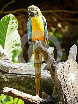 macaws parrot in Safari World, Bangkok, Thailand