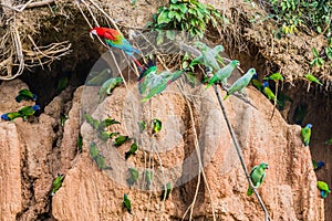 Macaws and parrots in clay lick in the peruvian Amazon jungle at