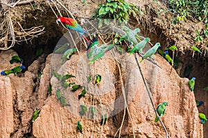 A loros en lamer en peruano Amazonas la jungla sobre el 