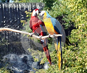 Macaws Preening