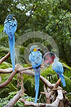 Green Macaws on branch