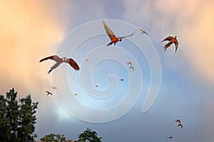Macaws and Sun Conures fly in the sky