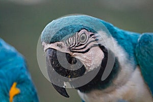 Venezuelan macaws photo