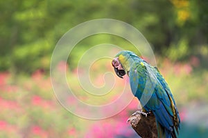 maccaw bird with nature bokeh abstract