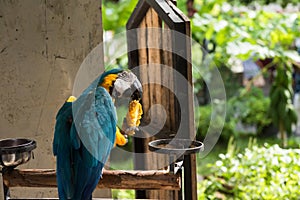 maccaw parrot eat mango fruit