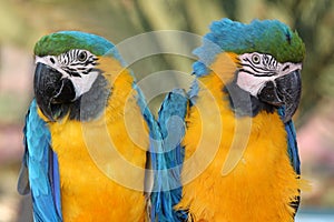Maccaw Parrot Pair
