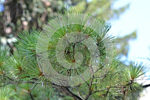 Macedonian pine photo