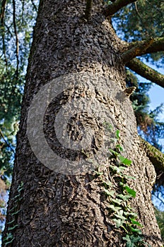 Macedonian pine Pinus peuce bark with green ivy. View from low point photo