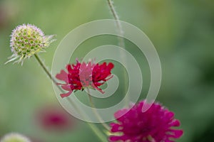 Macedonian scabious, Knautia macedonica, red flowers