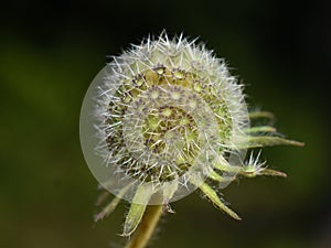Macedonian scabious plant seed capsule on dark background