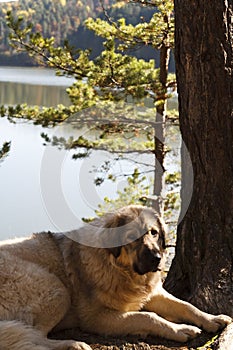 Macedonian Shepherd dog