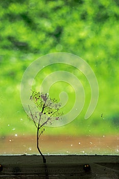 Macerated leaf of wood near window glass