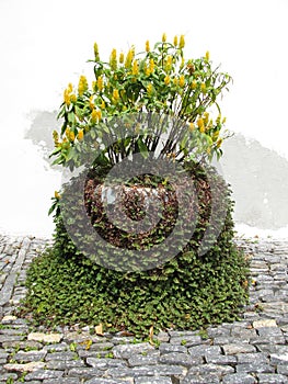 Maceta Con Ornamento De Planta CÃÂ©sped Verde Y Flores Amarillas Con Blanco photo