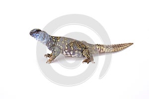 Macfadyenâ€™s Matigere (Uromastyx macfadyeni)