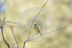 MacGillivray's Warbler faces left and sings while perched on bare branches