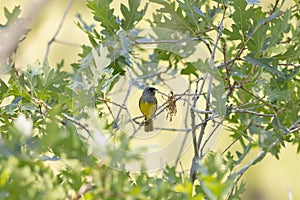 MacGillivray's Warbler perched in oak tree looking towards the right