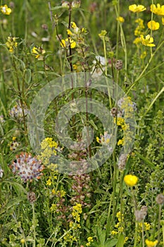 Machair Grassland flowers