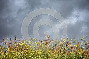 Machair wild flowers under the dark stormy sky