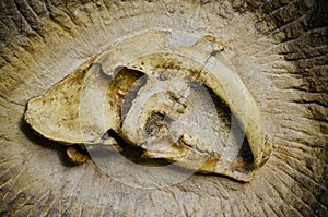 Machairodontinae fossil