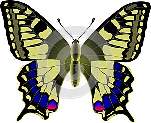 Machaon