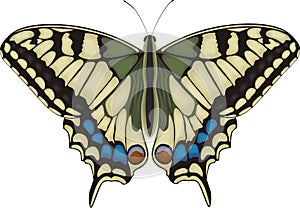 Machaon butterfly
