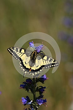 Machaon butterfly