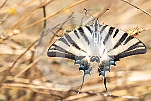 Machaon butterfly on an autumn perch