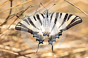 Machaon butterfly on an autumn perch