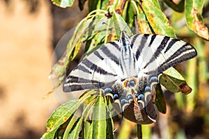Machaon butterfly on an autumn perch