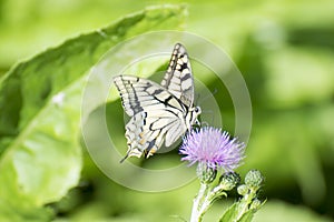 Machaon butterfly eating photo