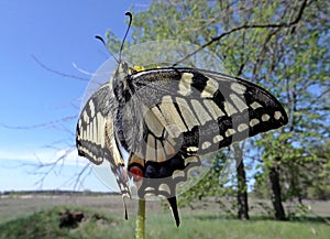 Machaon butterfly