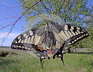 Machaon butterfly