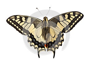Machaon butterfly with open wings in, top view, isolated on whit