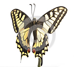 Machaon butterfly with open wings in, top view, isolated on white