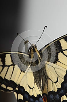 Machaon butterfly with open wings in, top view, isolated on white