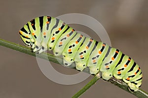 Machaon butterlfy caterpillar photo