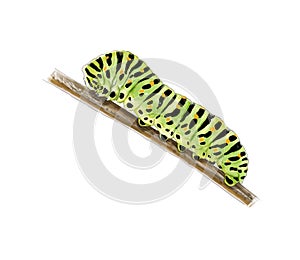 Machaon catterpillar