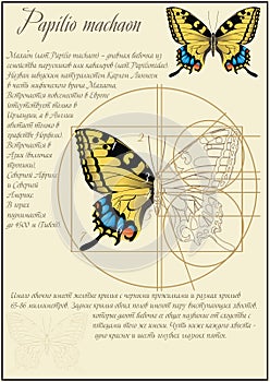 Machaon lat.Papilio machaon. A series of vector illustrations imitating old sheets from a book about butterflies.
