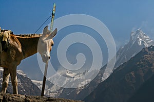 Machapuchare moytains - Fish Tail in Himalaya. Nepal, Annapurna valley