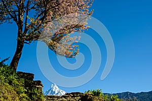 The Machapuchre in Nepal