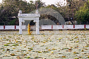 Machavatharam. Fish God on a Lotus pond