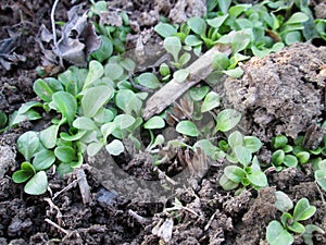 Mache lettuce seedlings