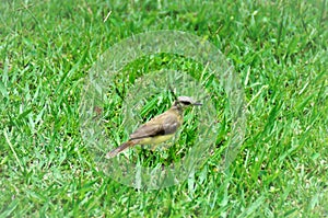A Machetornis rixosa bird walking in the grass